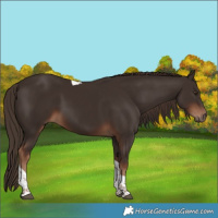Horse Color:Liver Chestnut Tobiano 