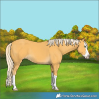 Horse Color:Gold Cream Champagne Splash 