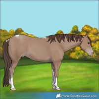 Horse Color:Classic Champagne Tobiano