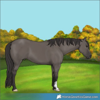 Horse Color:Smoky Grullo