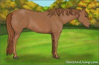Horse Color:Chestnut Rabicano