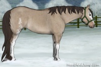 Horse Color:White Spotted Liver Red Dun Brindle 