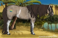 Horse Color:White Spotted Liver Red Dun 