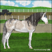 Horse Color:White Spotted Liver Red Dun Splash Rabicano