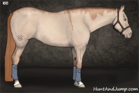 Horse Color:Gold Champagne Dun Rabicano 