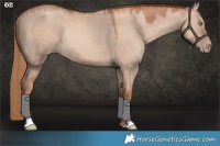 Horse Color:Gold Champagne Dun Rabicano 