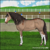 Horse Color:White Spotted Liver Red Dun