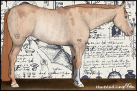 Horse Color:Gold Champagne Dun Rabicano Brindle 