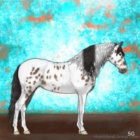 Horse Color:Brown Dun Tobiano Appaloosa 