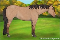Horse Color:Bay Dun Sabino Rabicano  and Brown Dun Sabino Rabicano 