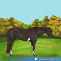 Horse Color:Liver Chestnut Tobiano