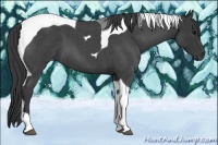 Horse Color:Blue Roan Tobiano