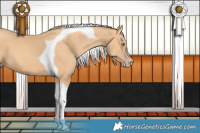 Horse Color:Gold Champagne Tobiano