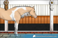 Horse Color:Gold Champagne Tobiano 