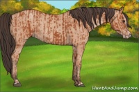 Horse Color:Bay Sabino Rabicano  and Amber Champagne Sabino Rabicano 