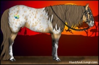Horse Color:Buckskin Sabino Appaloosa