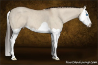 Horse Color:Classic Champagne Dun Splash