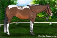 Horse Color:Bay Splash Tobiano