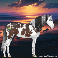 Horse Color:White Spotted Brown Roan Splash 