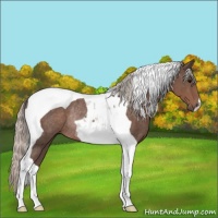 Horse Color:Silver Black Tobiano Rabicano 