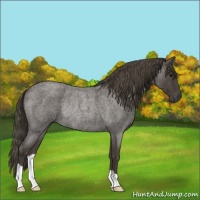 Horse Color:Smoky Blue Roan Rabicano 