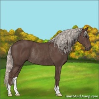 Horse Color:Silver Black Rabicano 