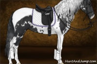 Horse Color:White Spotted Black Tobiano 