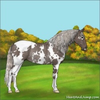 Horse Color:White Spotted Silver Black Rabicano 