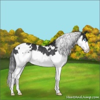 Horse Color:White Spotted Black Splash Rabicano 