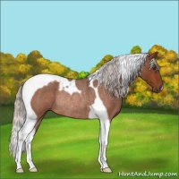 Horse Color:Silver Brown Roan Tobiano Rabicano 