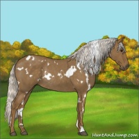 Horse Color:White Spotted Silver Smoky Blue Roan Rabicano