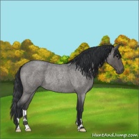 Horse Color:Unknown 