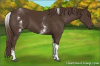 Horse Color:White Spotted Liver Chestnut Tobiano 