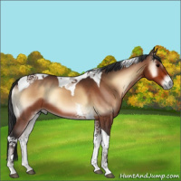 Horse Color:Bay Onyx Tobiano 