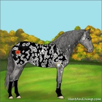Horse Color:Black Appaloosa
