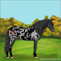 Horse Color:Black Appaloosa Rabicano