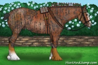 Horse Color:Black Sabino Rabicano  and Bay Sabino Rabicano 