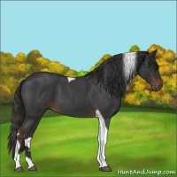 Horse Color:Liver Red Roan Tobiano 
