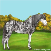 Horse Color:Bay Sabino Rabicano  and Liver Chestnut Sabino Rabicano 