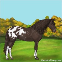 Horse Color:Liver Chestnut Appaloosa 