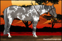 Horse Color:White Spotted Grullo Appaloosa 