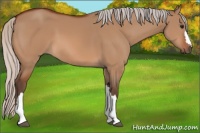 Horse Color:Silver Bay Dun