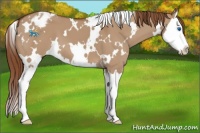 Horse Color:White Spotted Red Dun Splash Varnish 