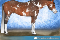Horse Color:White Spotted Bay Splash 