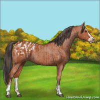 Horse Color:Bay Sabino Rabicano  and Bay Sabino Appaloosa Rabicano 