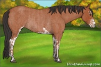 Horse Color:Bay Roan Sabino Rabicano and Bay Roan Sabino Rabicano