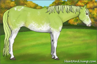 Horse Color:Watercolor White Spotted Palomino Appaloosa 