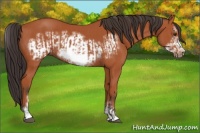 Horse Color:Bay Sabino Frame Rabicano  and Bay Sabino Frame 