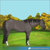 Horse Color:Smoky Grullo 