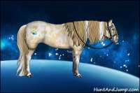 Horse Color:White Spotted Buckskin Dun Splash Appaloosa 